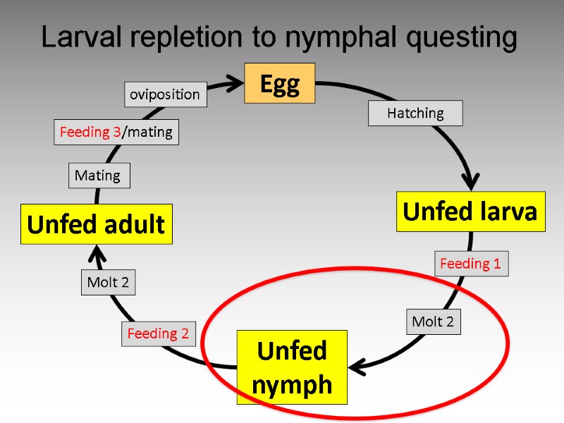 Egg Unfed larva Unfed nymph Unfed adult Feeding 1 Molt 2 Mating  oviposition